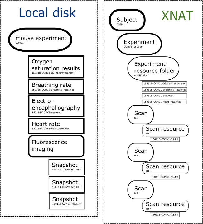xnd_upload_to_xnat_hierarchy_convert.png